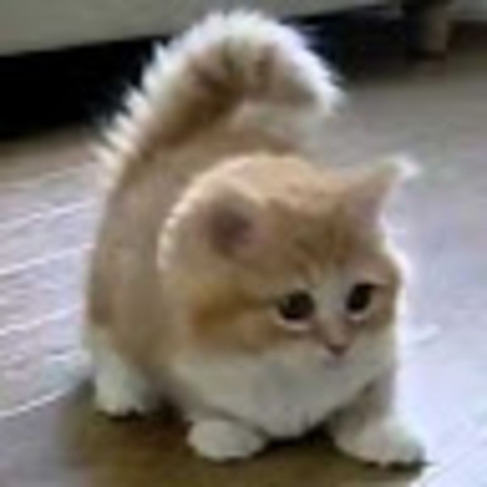 Meet your Posher, Karen